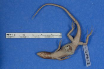 Media type: image;   Herpetology R-27945